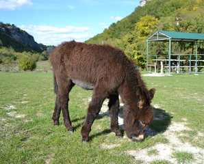home donkey grazing on the green lawn 