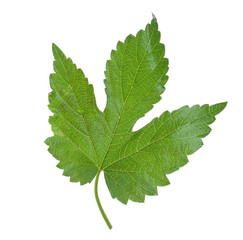 Beer hop leaf isolated on white background