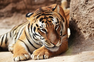 Fototapeta na wymiar Tiger waiting to attack