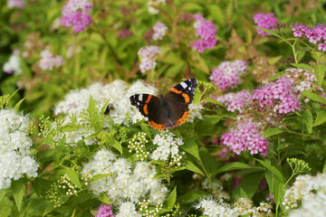 Naklejka premium Butterfly Red admiral / Vanessa atalanta / on Spiraea japonica Genpei