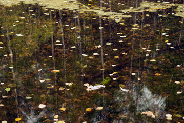 Fototapeta na wymiar autumn forest is reflected in the smooth mirror surface of the puddle with floating fallen leaves