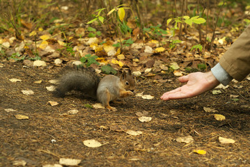 red squirrel in autumn park eating nuts with a human's hand, blurred background