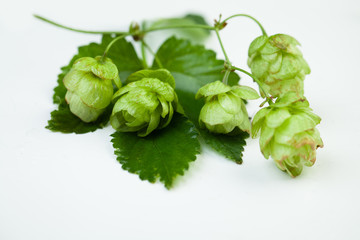 Green hops on white background