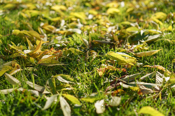  Autumn leaves have fallen on still green grass
