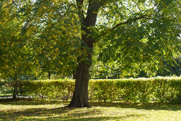 Colorful autumn in the city