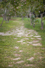path in park