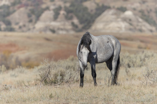 Wild Mustang at Theodore Roosevelt National Park in North Dakota, USA