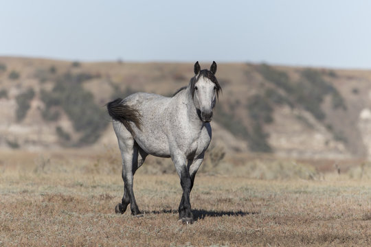 Wild Mustang at Theodore Roosevelt National Park in North Dakota, USA