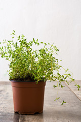 Pot with thyme plant on wooden table