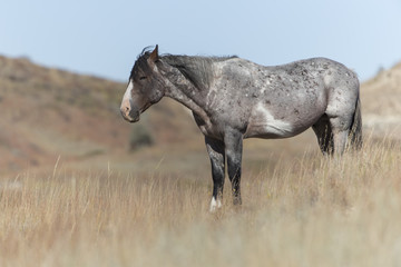 Wild Mustang at Theodore Roosevelt National Park in North Dakota, USA