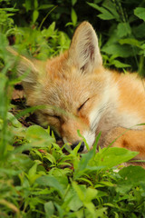 Red foxfly resting on green grass