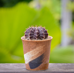 Lophophora williamsii, Cactus or succulents tree Decorative in flowerpot on wood table top background