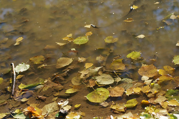 Obraz na płótnie Canvas Autumn foliage in the puddle