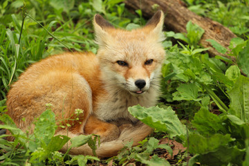 Red foxfly resting on green grass