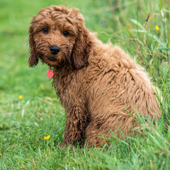 Fototapeta premium Young Cockapoo Puppy