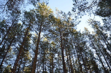 Obraz premium beautiful dancing forest