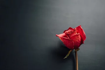 Crédence de cuisine en verre imprimé Roses dry red rose on black background