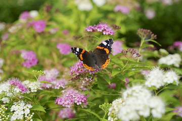 Butterfly Red admiral  / Vanessa atalanta / on Spiraea japonica Genpei © 7monarda
