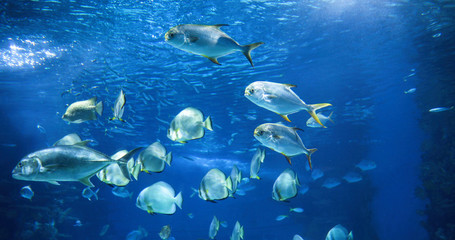 Fototapeta na wymiar Picture of group of fish swimming underwater