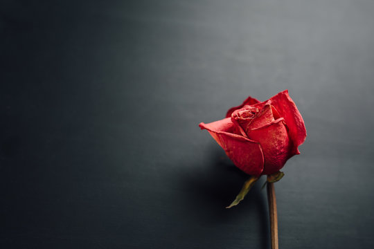 dry red rose on black background