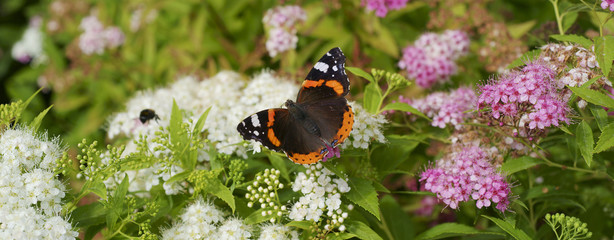 Naklejka premium Butterfly Red admiral / Vanessa atalanta / on Spiraea japonica Genpei
