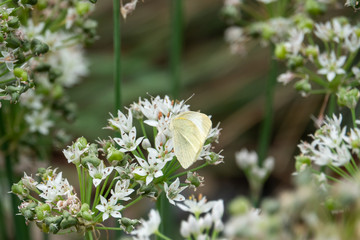 Cabbage White Butterfly on Chinese Chives