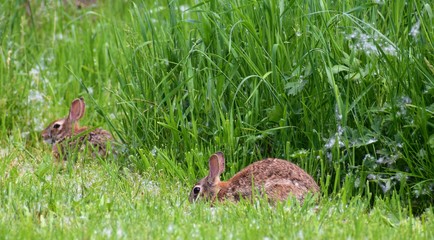 rabbits in the grass