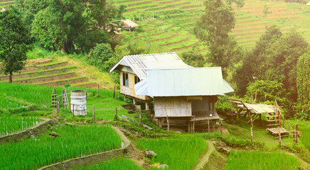 Fototapeta na wymiar Cottage in rice fields at asian,Hut of asia style