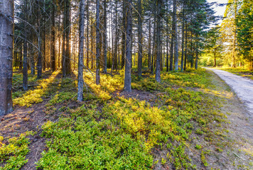 Sunburst at sunrise in Veluwe forest with pine trees and sun rays against tree trunks and over forest ground with ground cover red and yellow coloring by big drought