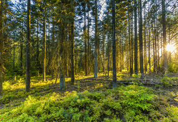 Sunburst at sunrise in Veluwe forest with pine trees and sun rays against tree trunks and over forest ground with ground cover red and yellow coloring by big drought