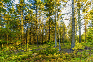 Obraz premium Sunburst at sunrise in Veluwe forest with pine trees and sun rays against tree trunks and over forest ground with ground cover red and yellow coloring by big drought