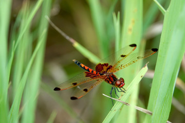 Calico Pennant Dragonfly on Leaf
