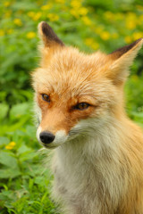 Red foxfly resting on green grass