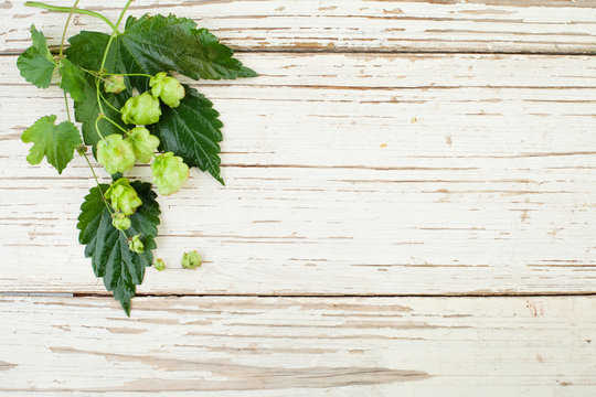 Beer hop plant on white wooden background, top view