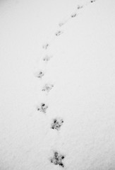 Pigeon footprints sunk into the snow