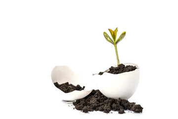 A small sprout of a tree or plant grows in the ground in an eggshell on a white background with...