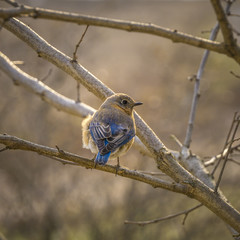 Eastern Female Bluebird 