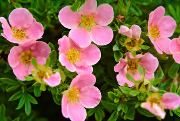 Pink flowers Potentilla on the branches.