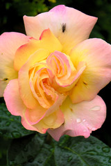 Hybrid tea yellow rose.