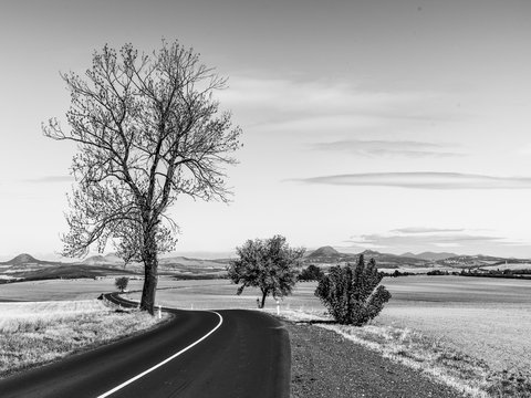 Asphalt Road In Barren Landscape With Trees On Sunny Autumn Day. Black And White Image.