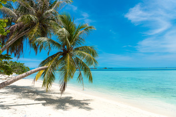 Palm tree coconut tree on white sand beach in Maldives tropical paradise island, most beautiful beach in the world 