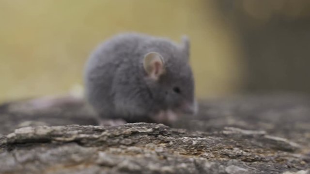A small harvest mouse
