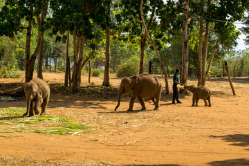 Baby elephants udawalawe elephant orphanage sri lanka