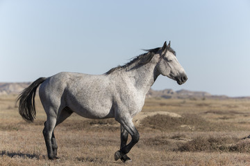 Fototapeta premium Wild Mustang at Theodore Roosevelt National Park in North Dakota, USA
