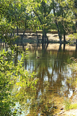 River, trees, nature