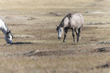 Wild Mustang at Theodore Roosevelt National Park in North Dakota, USA