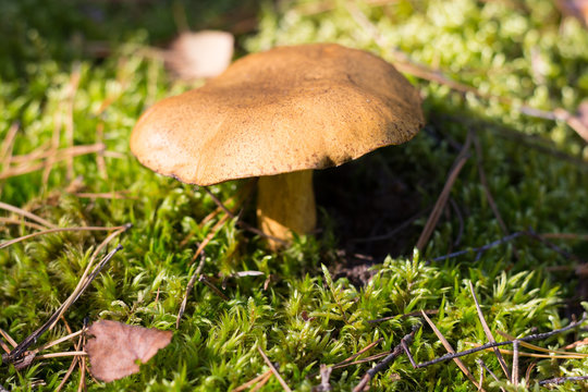 Inedible mushroom at the forest background