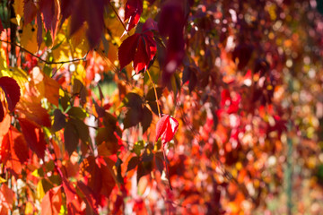 Background from red leaves of wild grapes