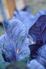 cabbage blue