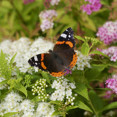 Butterfly Red admiral  / Vanessa atalanta / on Spiraea japonica Genpei
